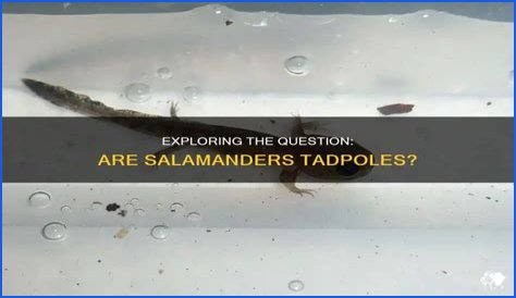 Are salamanders tadpoles?